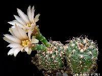 Gymnocalycium robustum cf. affine-HV-1511-21072702  Gymnocalycium robustum  affine HV-1511VoS10-786 FA also by 100