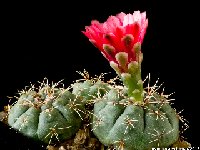 Gymnocalycium schreiteri L439 Sierra Medina 1200-1500m Tucuman JJ Houdre  Gymnocalycium schreiteri L439 Sierra Medina 1200-1500m Tucuman, Argentina (FA)