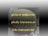 Gymnocalycium simplex carminiaga  Gymnocalycium simplex carminiaga SPE119-48 ex Sperling Rainer unknown also by 100