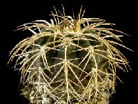Gymnocalycium spegazzinii v punillense VS79 JJ.Houdre  Gymnocalycium spegazzinii v punillense VS79 El Obelisco, Salta, ARG also by 100/500
