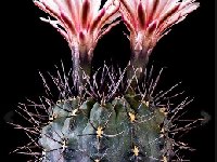 Gymnocalycium striglianum ©JJ Houdre  Gymnocalycium striglianum FA ex RFPA503-4.01 Ugarteche Mendoza, ARG also by 500