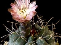 Gymnocalycium striglianum ssp aeneum GN 90-120-893 JJH  Gymnocalycium striglianum ssp aeneum GN 90-120-893 La Galera, Mendoza ARG also by 100/500