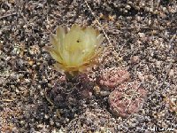 Gymnocalycium uebelmannianum La Rioja  E Villa Sanagasta (Sierra Velasco) 2100m Laroze RFPA308  Gymnocalycium uebelmannianum FA ex GK4032/93