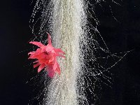 Hildewintera (Winterocereus or Cleistocactus)
