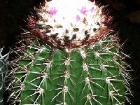 Melocactus andinus ©Jean Bénézet ex JL  Melocactus andinus (Venezuela) JB †