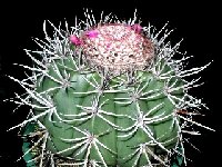 Melocactus bahiensis ssp acispinosus HU258a Jacobina, Bahia, Brazil ©Jean Bénézet  Melocactus bahiensis ssp acispinosus HU258a Jacobina, Bahia, Brazil exJB †