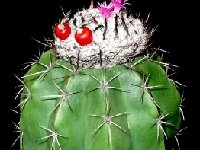 Melocactus curvispinus ssp caesius Trinidad ©JB  Melocactus curvispinus ssp caesius JB Trinidad, Trinidad & Tobago also by 100