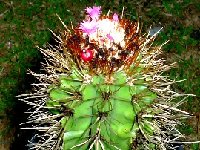 Melocactus harlowii JB  Melocactus harlowii Macambo, CU JB