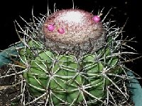 Melocactus lanssensianus JB ex HU474  Melocactus lanssensianus JB ex HU474 Caetés, Pernambuco, Brazil) †