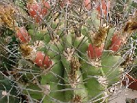Neoporteria (Neochilenia) paucicostata (1)  Neoporteria paucicostata RCP70 Paposo to Virgen de la Puntilla Chile FA also by 100