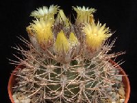 Neoporteria bulbocalyx (Pyrrhocactus) ©JLcoll.3371 (Arg.)  Neoporteria bulbocalyx (Pyrrh.) (Argentina) also by 100/500