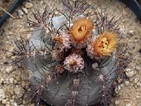 Neoporteria megliolii HBG -016  Neoporteria megliolii RFPA437 02 San Juan, Argentina also by 100/500