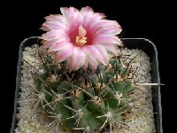 Neoporteria subikii n.n. ©Georges Marchand  Neoporteria subikii n.n. (chilensis) FA †