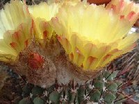 Notocactus buiningii ©JLcoll.3396  Notocactus buiningii PR (also by 100 seeds-graines-semillas) few quantity
