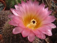 Notocactus rutilans ©JLcoll.3467  Notocactus rutilans  PC+FA also by 100