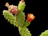 Tacinga