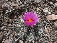 Thelocactus bicolor heterochromus-Minas de Navidad, Durango (3) CA  Thelocactus bicolor heterochromus FA