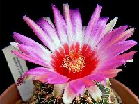 Thelocactus bicolor ssp. schwarzii JLcoll.4289  Thelocactus bicolor ssp. schwarzii  MMR284 FA †