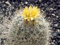 Thelocactus conothelos aurantiacus ©JL -020  Thelocactus conothelos aurantiacus CH338 FA