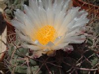 Thelocactus hexaedrophorus Dscf0757  Thelocactus hexaedrophorus FA ex JL also by 100
