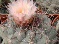 Thelocactus hexaedrophorus JLcoll.4295  Thelocactus hexaedrophorus SB1075 San Gregorio, NL, Mexico FA