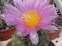 Thelocactus leucacanthus v. schmollii JL  Thelocactus leucacanthus v. schmollii JL ex FA †