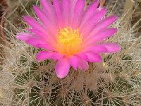 Thelocactus macdowellii ©JLcoll.4305  Thelocactus macdowellii FA