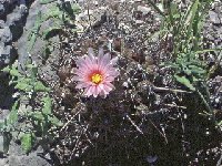 Thelocactus tulensis Tula Tam -045  Thelocactus tulensis Tula Tamaulipas, Mexico FA †