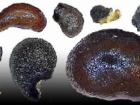 Seed Catalogue Graines Kaktitos - CACTUS
